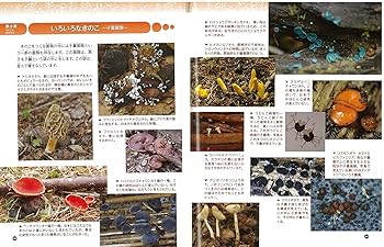 Amazon.co.jp: 菌類の世界: キノコ・カビ・酵母の多様な生き方